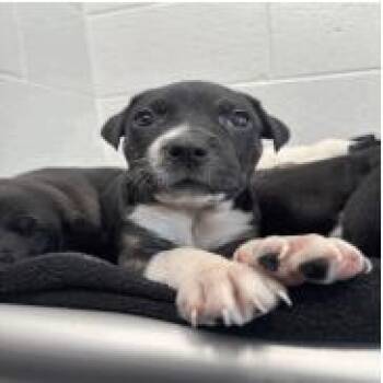Massachusetts -  Mixed Breed Dog for Adoption in Indianapolis, Indiana - Massachusetts | PetCurious