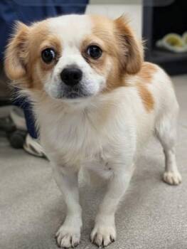 Troy -  Pekingese Dog for Adoption in Temple Terr, Florida - Troy | PetCurious