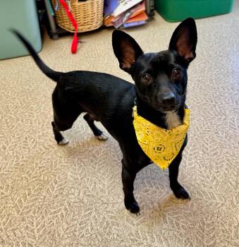 Ted -  Chihuahua and Rat Terrier Dog for Adoption in Anderson, Indiana - Ted | PetCurious