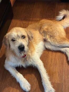 Tuck -  Golden Retriever Dog for Adoption in Jefferson City, Missouri - Tuck | PetCurious