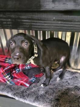 Grant -  Labrador Retriever and Mixed Breed Dog for Adoption in Morton Grove, Illinois - Grant | PetCurious