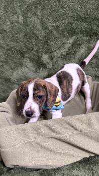 Beagle Dogs Available for Adoption in Knoxville, Tennessee - Berry | PetCurious