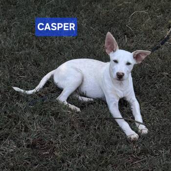 Casper -  Hound and Mixed Breed Dog for Adoption in Medfield, Massachusetts - Casper | PetCurious