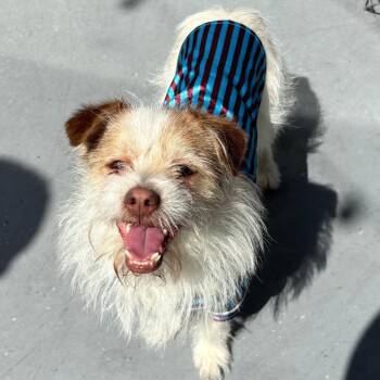 Mixed Breed Dogs Available for Adoption - Nixon | PetCurious