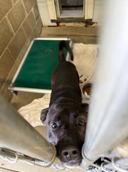 Black Labrador Retriever and Pit Bull Terrier Dogs Available for Adoption in Virginia, Minnesota - Willie | PetCurious