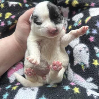 Phoenix -  Mixed Breed Dog for Adoption in Newport, Tennessee - Phoenix | PetCurious