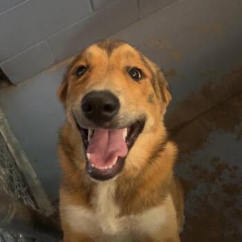 pepper -  Mixed Breed Dog for Adoption in Gadsden, Alabama - Pepper | PetCurious