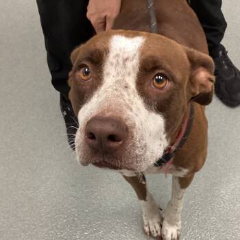 Rescue Pit Bull Terrier Dogs for Adoption in Abilene, Texas - Hope | PetCurious