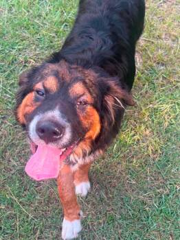 TEX -  Mixed Breed Dog for Adoption in Holbrook, New York - TEX | PetCurious