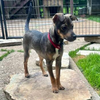 Miniature Pinscher and Rat Terrier Dogs Available for Adoption in High Ridge, Missouri - Lucas | PetCurious