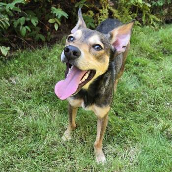 Norman -  Shepherd and Chihuahua Dog for Adoption in Eugene, Oregon - Norman | PetCurious
