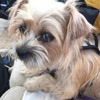 Lilly -  Yorkshire Terrier and Mixed Breed Dog for Adoption in Chapel Hill, North Carolina - Lilly | PetCurious