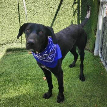 German Shorthaired Pointer and German Shepherd Dog Dogs Available for Adoption in Oak Point, Texas - Marlin | PetCurious