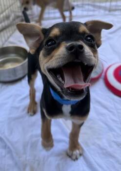 Zsa Zsa -  Chihuahua and Mixed Breed Dog for Adoption in New Orleans, Louisiana - Zsa Zsa | PetCurious