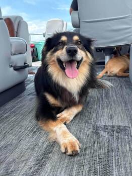 Kris -  Australian Shepherd and Collie Dog for Adoption in Rogersville, Tennessee - Kris | PetCurious