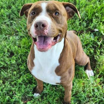 Riot -  Pit Bull Terrier Dog for Adoption - Riot | PetCurious