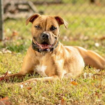 Rescue Boxer Dogs for Adoption in Henderson, Kentucky - Buddy | PetCurious