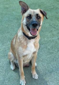 Lisa Frank -  Shepherd and Mixed Breed Dog for Adoption in Fresno, California - Lisa Frank | PetCurious