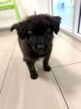 Grizzly Bear - P -  German Shepherd Dog Dog for Adoption in Daytona Beach, Florida - Grizzly Bear - P | PetCurious