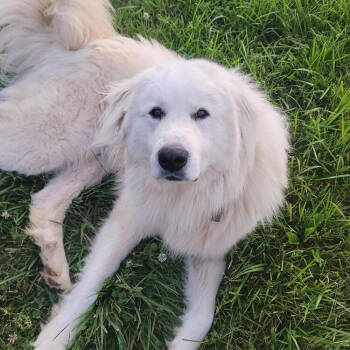 Rescue Great Pyrenees Dogs for Adoption in Louisville, Kentucky - Winston Dooley | PetCurious