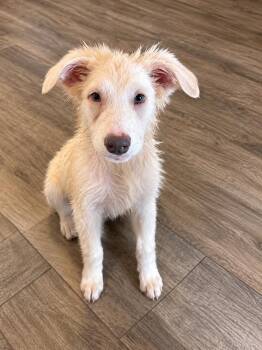 Woozle -  Great Pyrenees and Golden Retriever Dog for Adoption in Kiowa, Oklahoma - Woozle | PetCurious