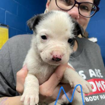 Terrier Dogs Available for Adoption - NY Squire Avail Feb 14 (Tractor Supply Patterson) | PetCurious