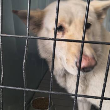 Husky Dogs Available for Adoption - Coconut | PetCurious