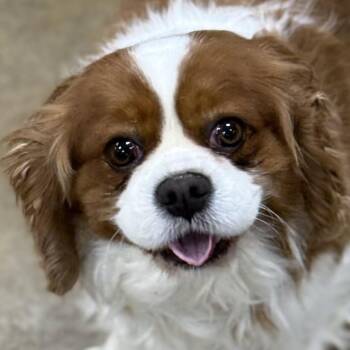 Cavalier King Charles Spaniel Dogs Available for Adoption - CHIEF | PetCurious