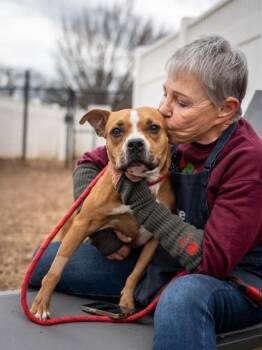 Mixed Breed Dogs Available for Adoption in Chamblee, Georgia - Choose Love | PetCurious