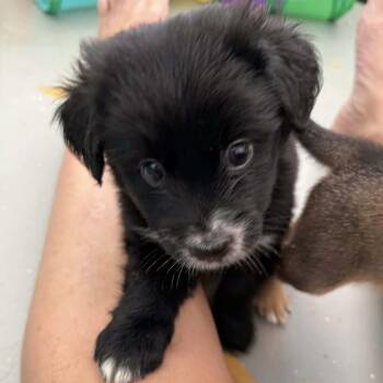 Spaniel and Chihuahua Dogs Available for Adoption in Carmel Hamlet, New York - Waylon | PetCurious