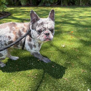 Fernando the Fluff 6839 -  French Bulldog Dog for Adoption in Loxahatchee Groves, Florida - Fernando The Fluff 6839 | PetCurious