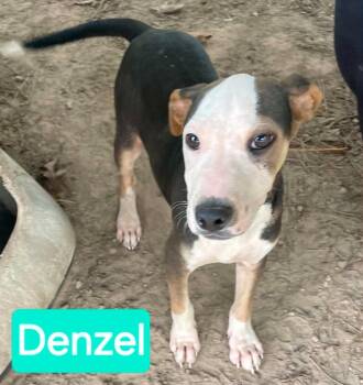 Denzel -  Staffordshire Bull Terrier and Miniature Pinscher Dog for Adoption in Mena, Arkansas - Denzel | PetCurious