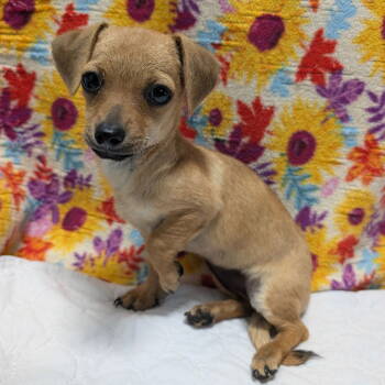 Rescue Dachshund and Chihuahua Dogs for Adoption in Chico, California - SKETCH | PetCurious