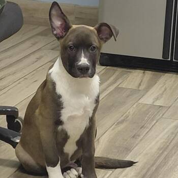 Mixed Breed Dogs Available for Adoption in Henderson, Kentucky - Duke | PetCurious