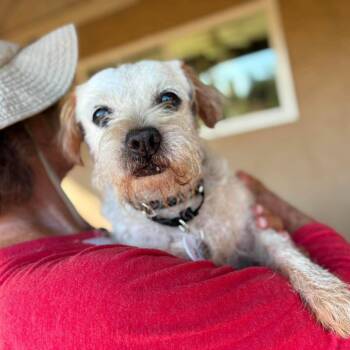 Valor -  Terrier Dog for Adoption in Ramona, California - Valor | PetCurious