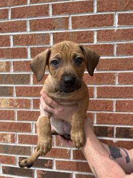 Penelope -  Terrier Dog for Adoption in Candler, North Carolina - Penelope | PetCurious