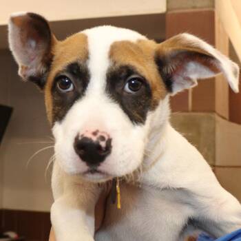 Stealth -  Mixed Breed Dog for Adoption in Port Washington, New York - Stealth | PetCurious