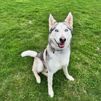 Woody -  Husky Dog for Adoption in Indianapolis, Indiana - Woody | PetCurious
