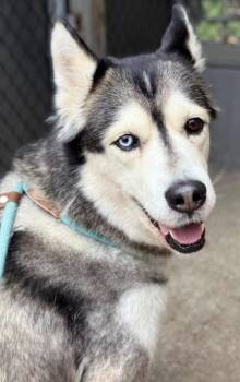 Fufu -  Husky Dog for Adoption in Chicago, Illinois - Fufu | PetCurious