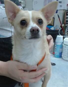 BRUCE -  Chihuahua Dog for Adoption in Salinas, California - BRUCE | PetCurious