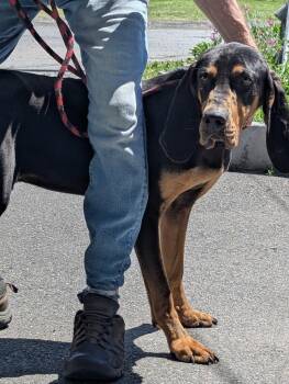 Lenny -  Hound Dog for Adoption in New Windsor, New York - Lenny | PetCurious
