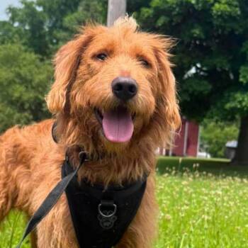 Otis -  Labradoodle Dog for Adoption in Alma, Michigan - Otis | PetCurious