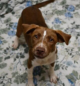 Rescue Mixed Breed Dogs for Adoption in Chickasha, Oklahoma - Espresso | PetCurious