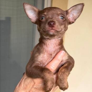 Chihuahua and Mixed Breed Dogs Available for Adoption in Boerne, Texas - Sedona | PetCurious