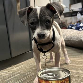 Rescue Jack Russell Terrier Dogs for Adoption in Grafton, Ohio - Minnie | PetCurious