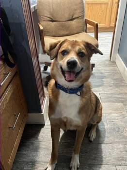 Scooby -  Labrador Retriever Dog for Adoption in Plymouth, Michigan - Scooby | PetCurious