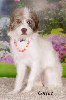 Shepherd Dogs Available for Adoption in Gilbert, Arizona - Coffee | PetCurious
