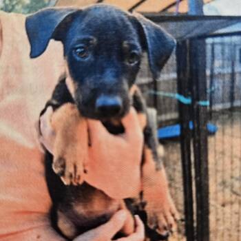 Gryffin -  Black Mouth Cur Dog for Adoption in Kalamazoo, Michigan - Gryffin | PetCurious