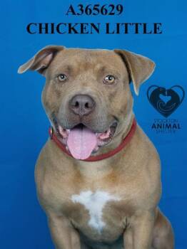 Rescue Pit Bull Terrier Dogs for Adoption in Eagle, Idaho - Chicken Little **Courtesy Post. Out Of Town Pet. See Below For D | PetCurious