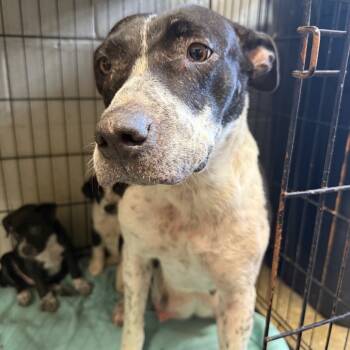 Rescue Australian Cattle Dog Blue Heeler and Pit Bull Terrier Dogs for Adoption in Amory, Mississippi - Marsha 082701 | PetCurious